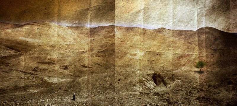 Judean-Wilderness-and-Tree